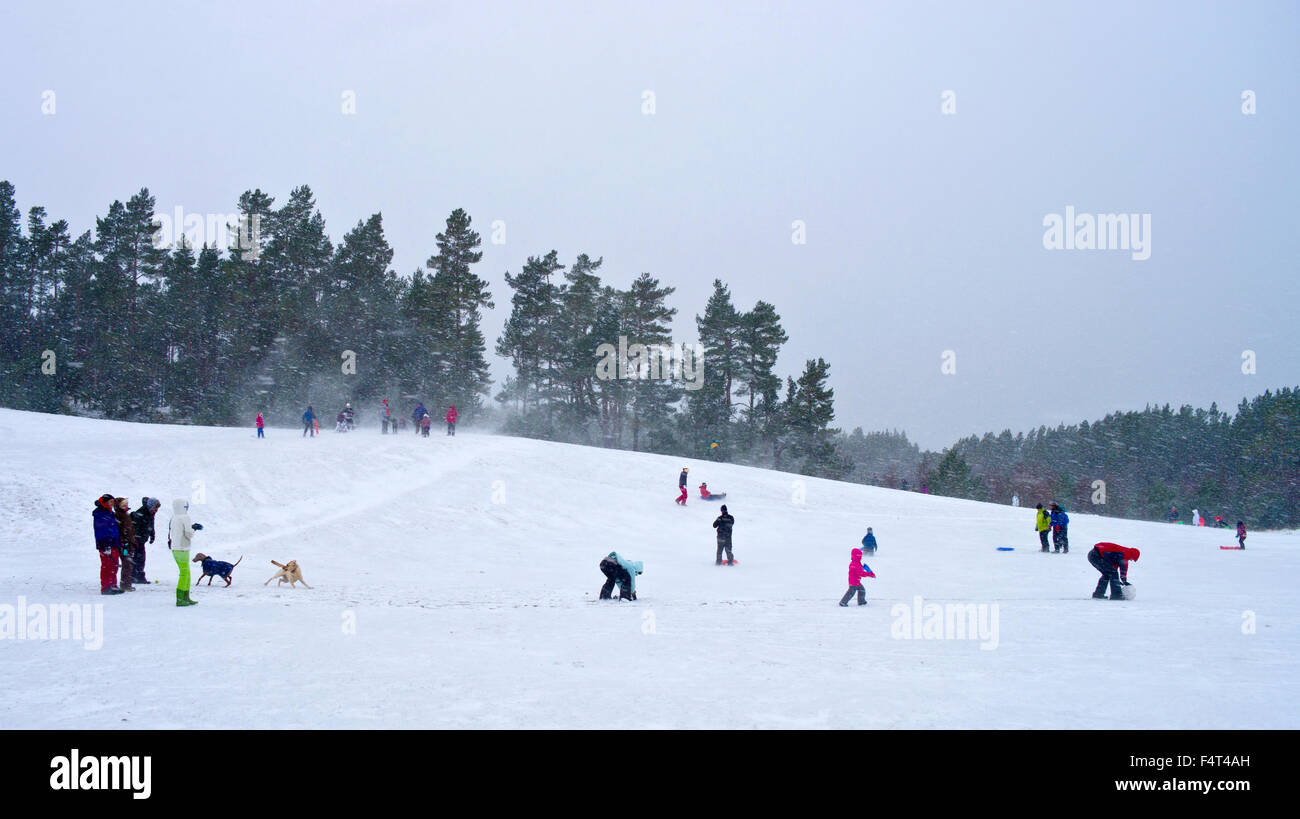 Les gens dans la neige pendant une tempête à foin, une aire de loisirs populaire dans Glenmore Forest Park, les Cairngorms Banque D'Images