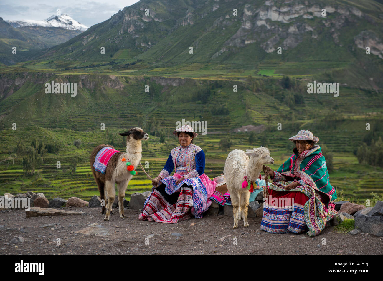 Amérique du Sud, Amérique latine, Pérou, Canyon de Colca, deux femmes locales avec les alpagas Banque D'Images