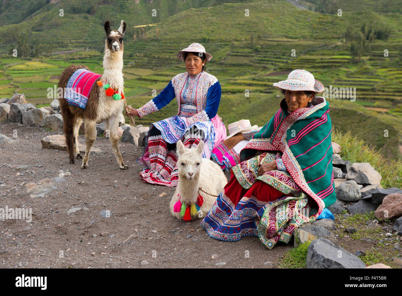 Amérique du Sud, Amérique latine, Pérou, Canyon de Colca, les femmes autochtones avec les alpagas, Banque D'Images