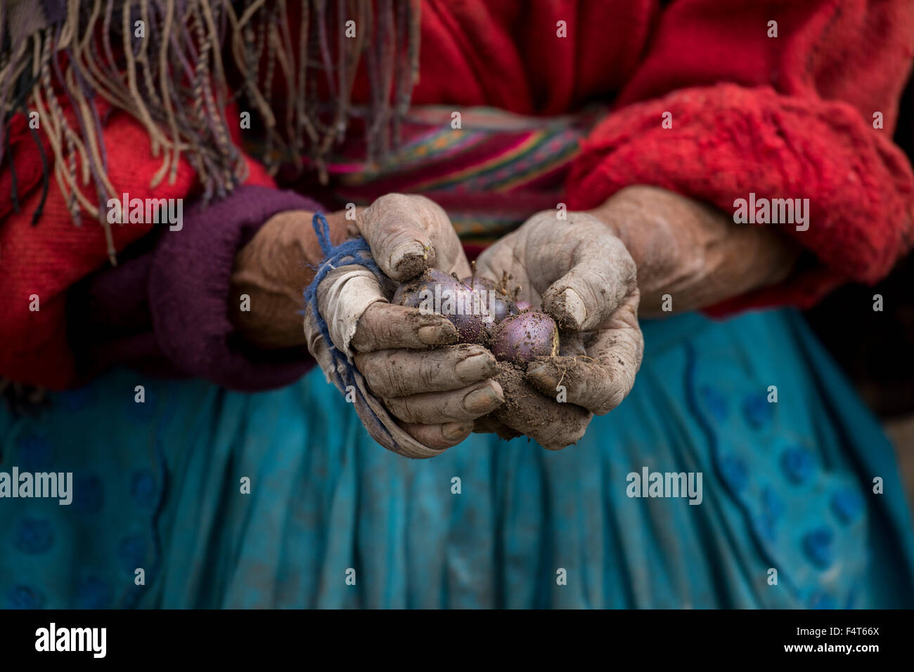 Amérique du Sud, Amérique latine, Pérou, Puno, Lac Titicaca, vieille femme à la récolte des pommes Banque D'Images