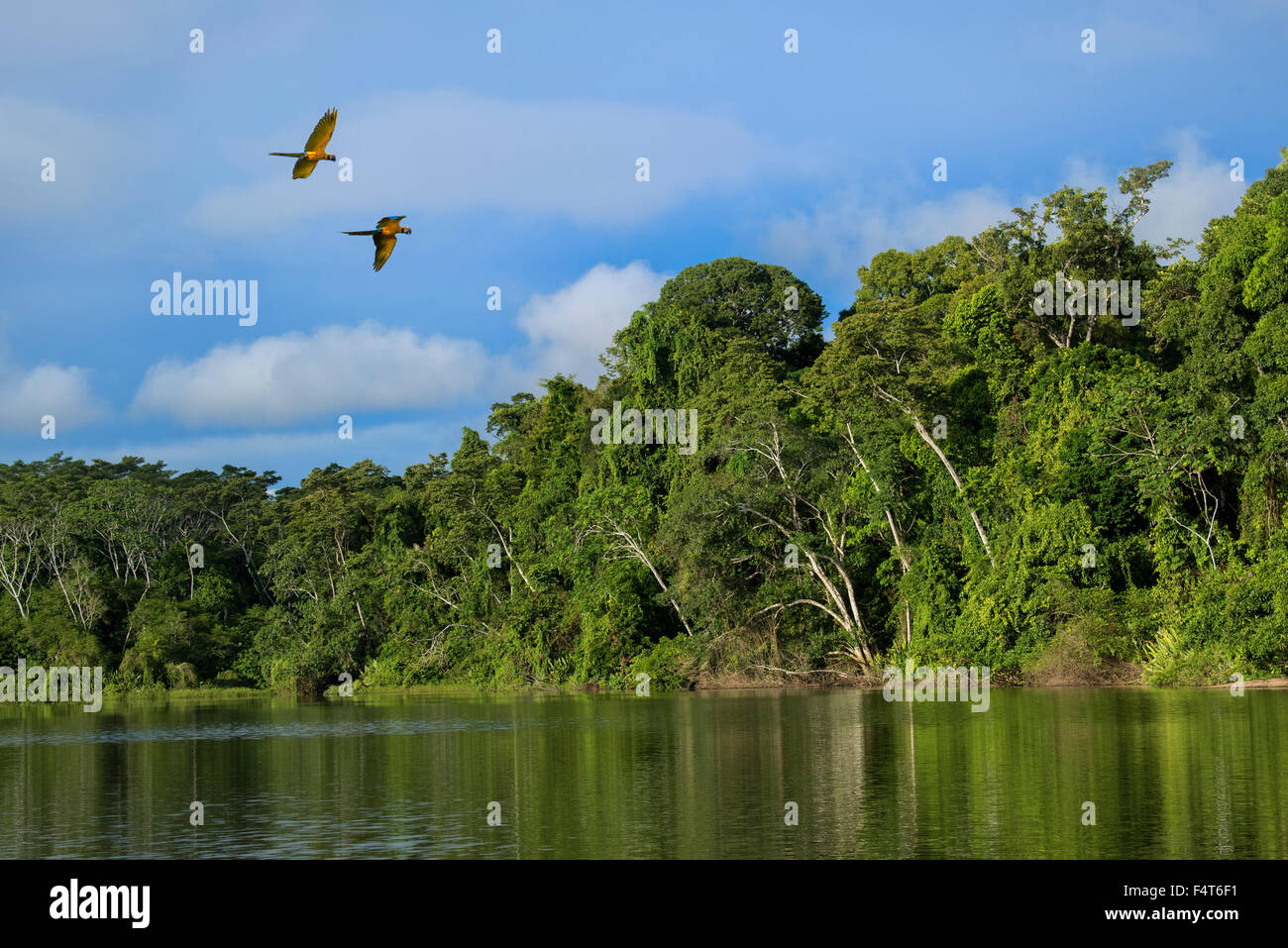 Amérique du Sud, Amérique latine, Pérou, Amazonie, Afrique du parc national Manu, battant les oiseaux de l'ara sur oxbow à Manu Wildlife 100 Banque D'Images Amérique du Sud, Amérique latine, Pérou, Amazonie, Afrique du parc national Manu, battant les oiseaux de l'ara sur oxbow à Manu Wildlife 100 Banque D'Images