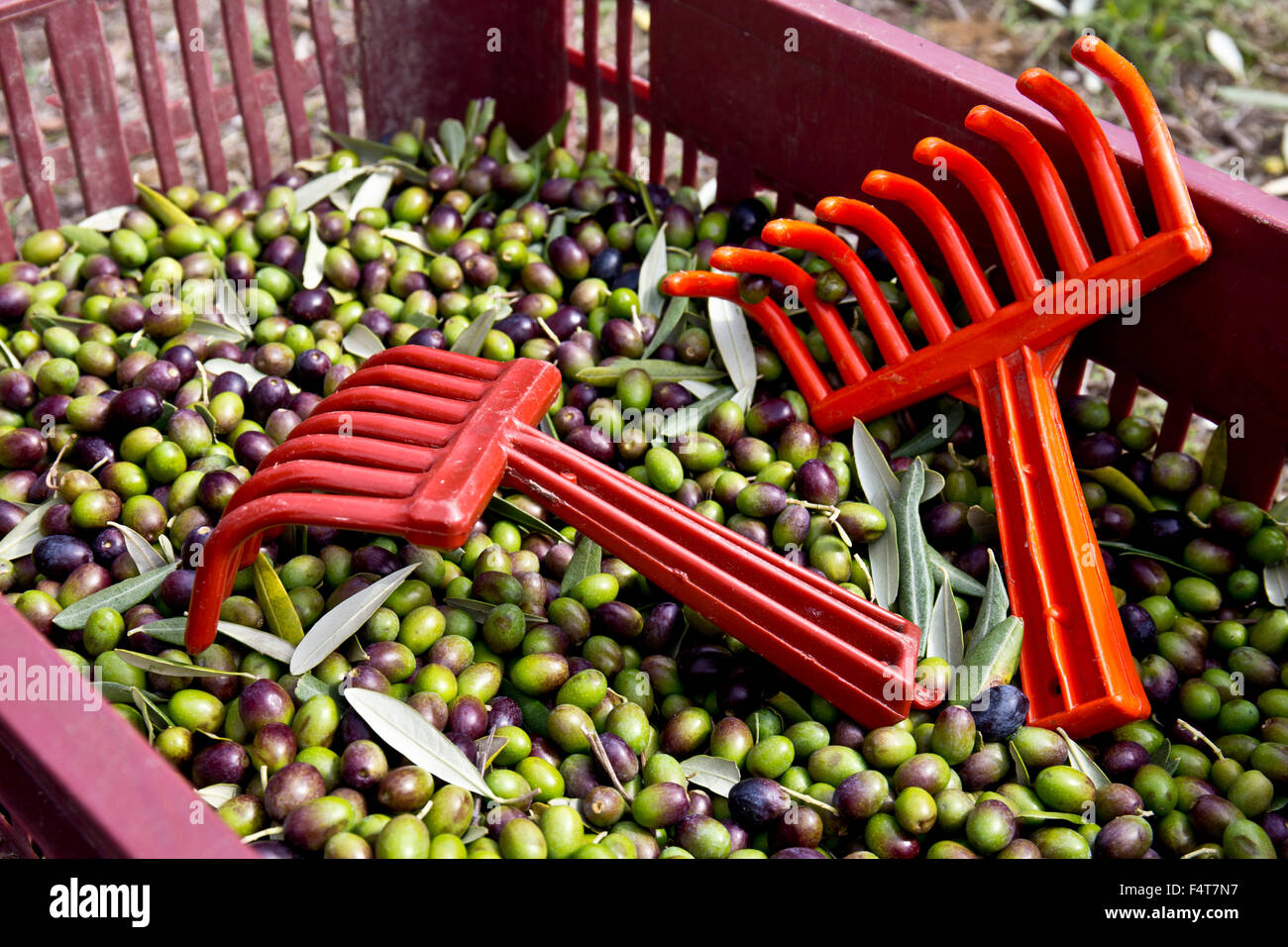 Olive harvesting tool Banque de photographies et d'images à haute  résolution - Alamy