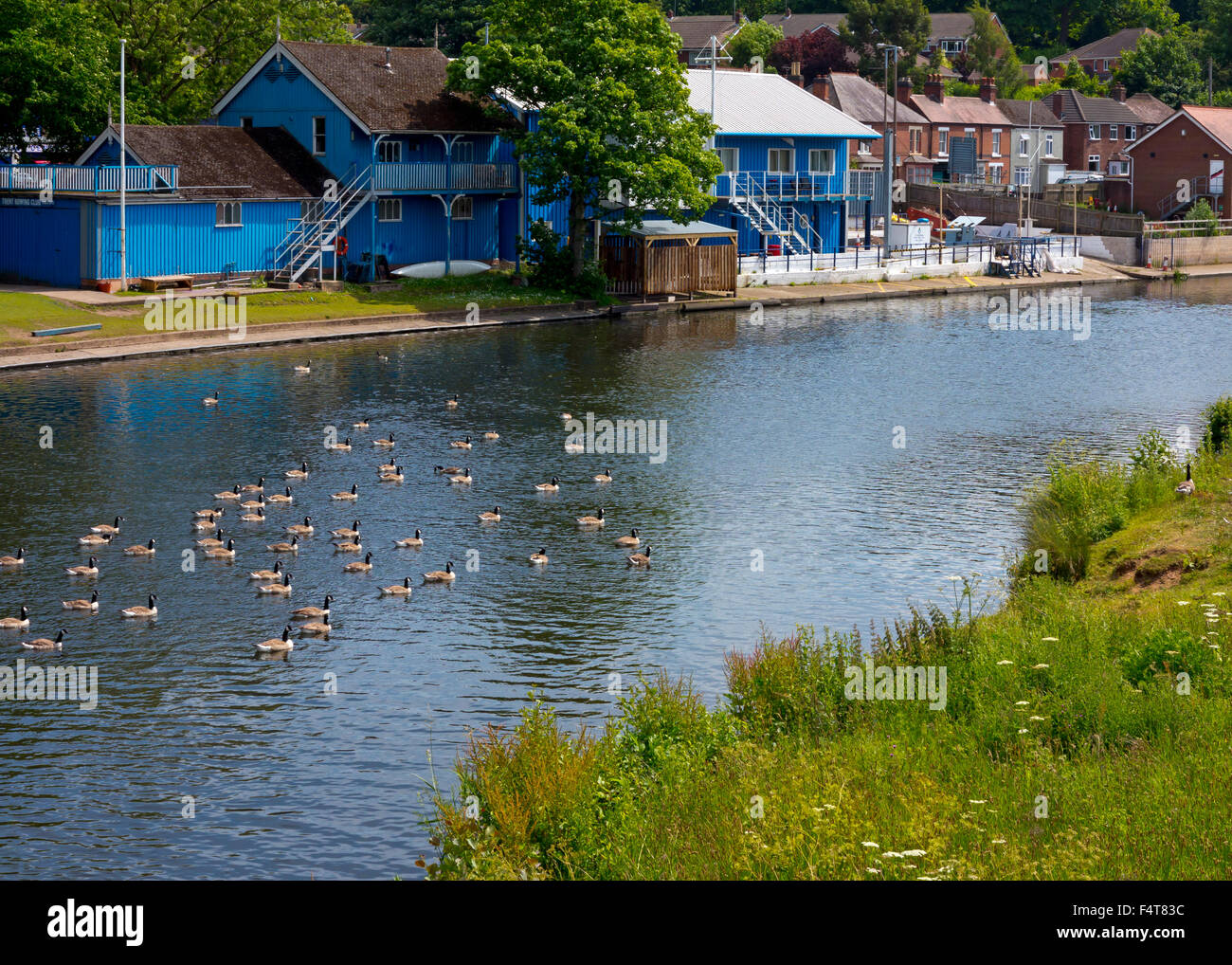 Troupeau d'oies sur la rivière Trent à Burton upon Trent Staffordshire England UK Banque D'Images
