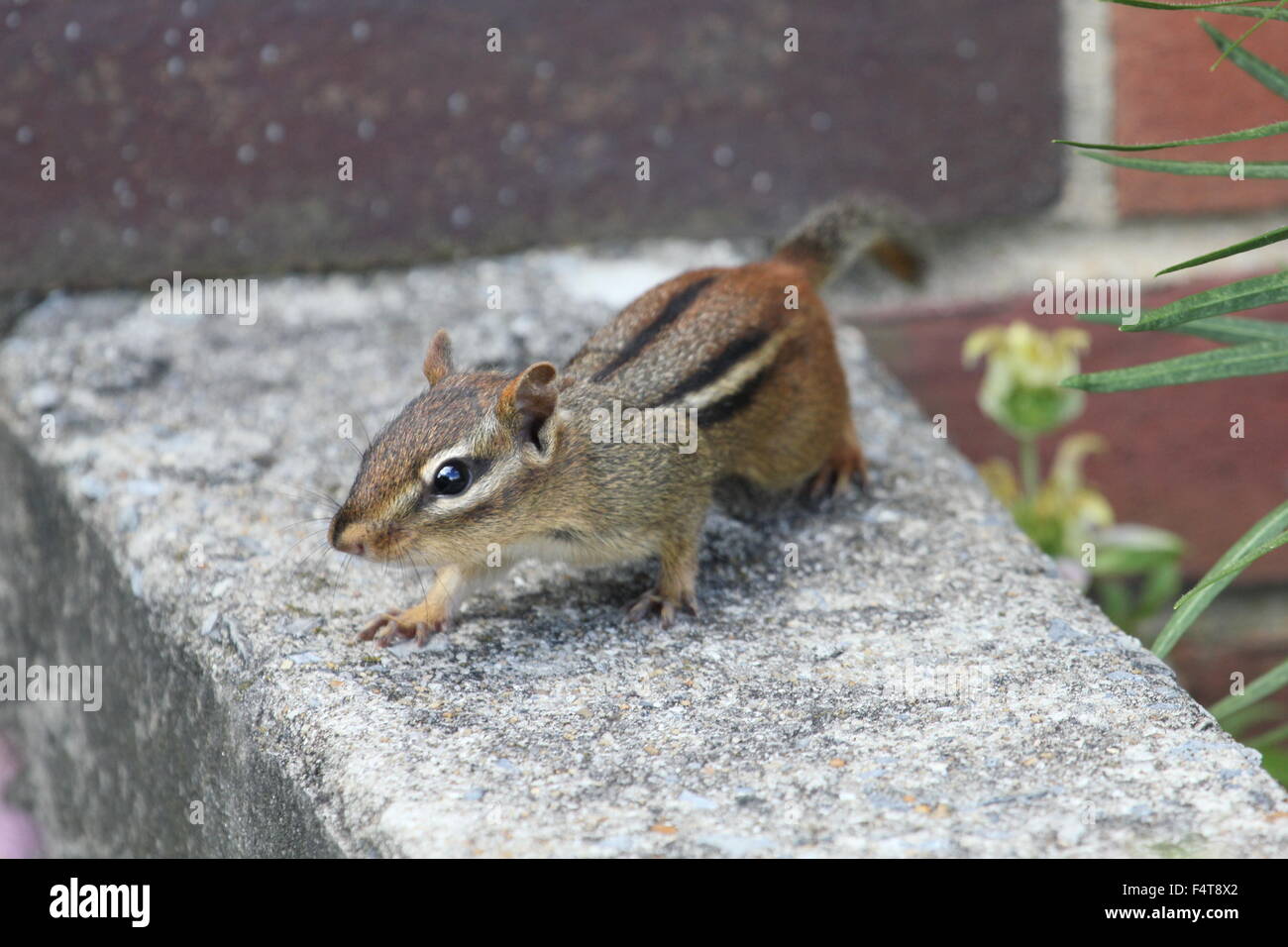 Tamia regardant la caméra. Banque D'Images