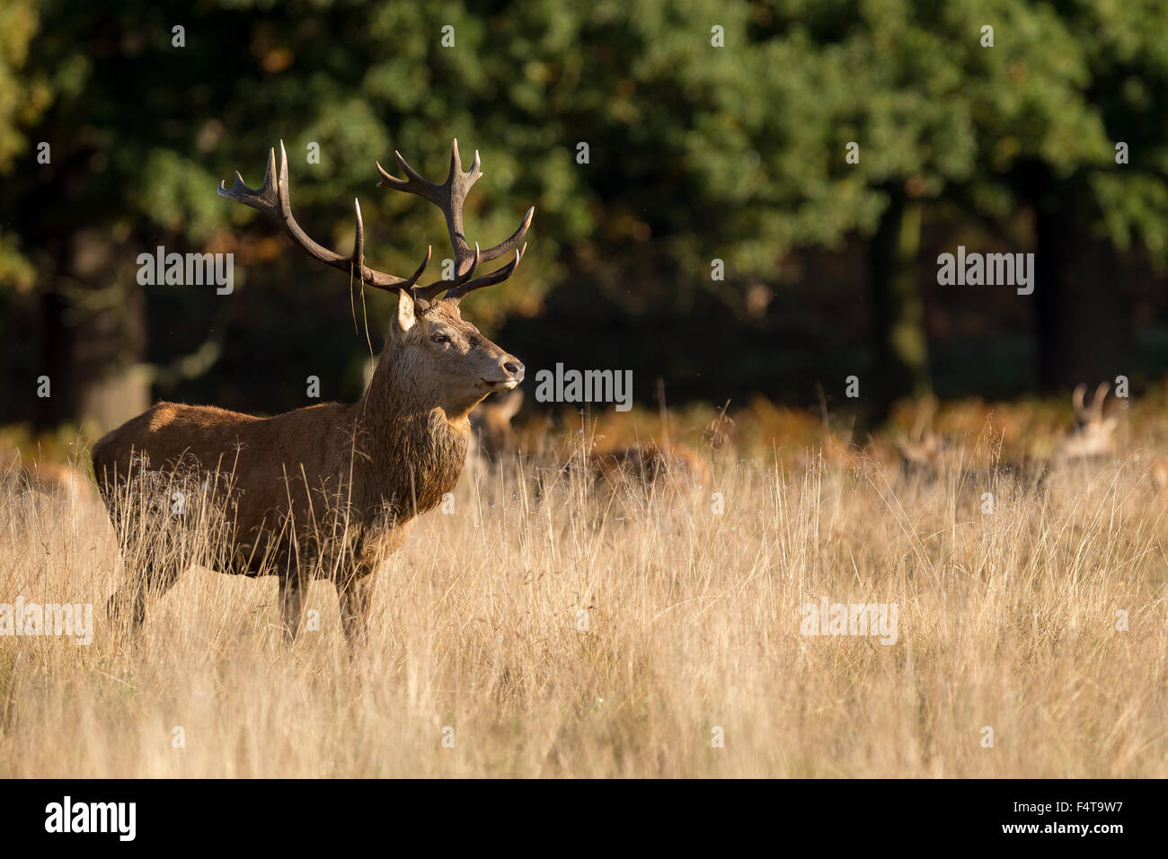 Red Deer stag dans les couleurs d'automne Banque D'Images