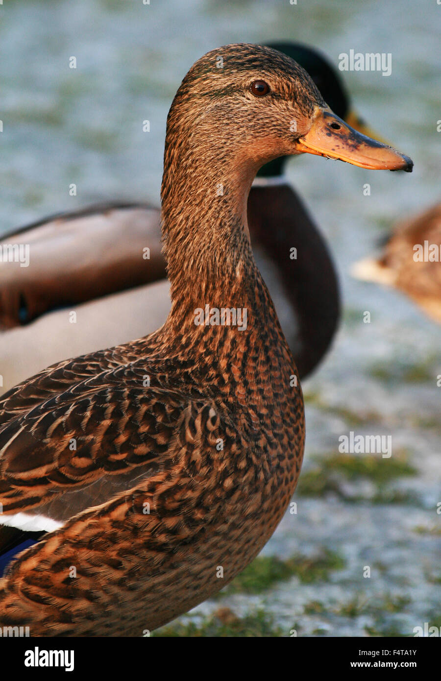 Canard femelle en parc public à l'hiver Banque D'Images