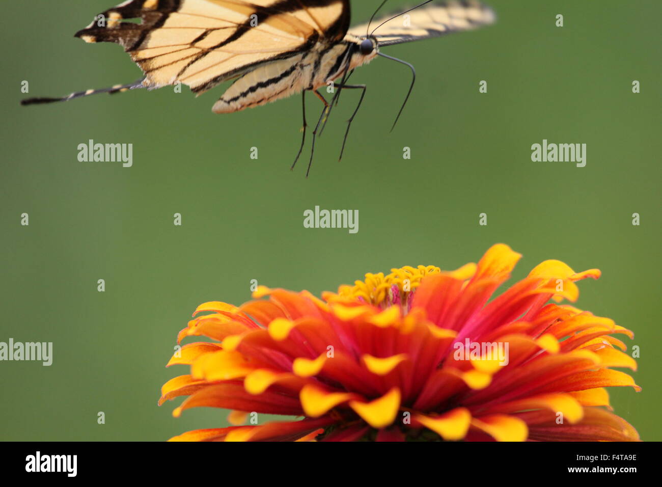 Tiger swallowtail butterfly volant au-dessus un zinnia. Banque D'Images