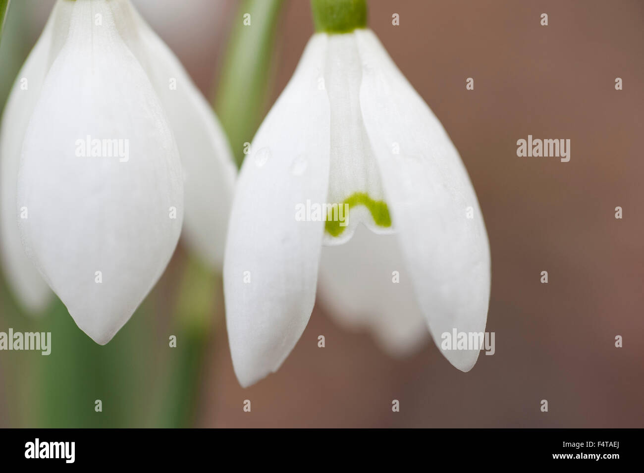 Closeup détail d'une fleur blanche snowdrop Galanthus nivalis Banque D'Images