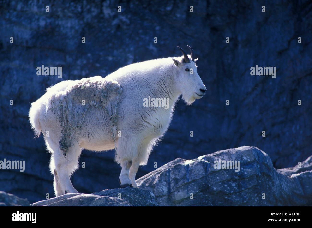 La Chèvre de montagne (Oreamnos americanus), le Zoo de Calgary, Calgary, Alberta, Canada Banque D'Images