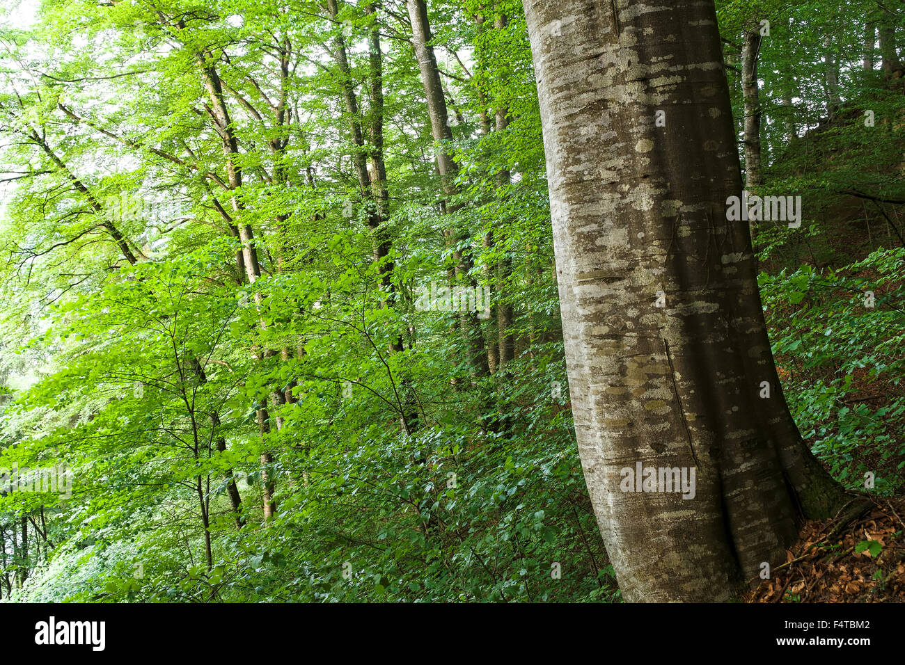 Forêt de hêtres dans la réserve Flügraberain Banque D'Images