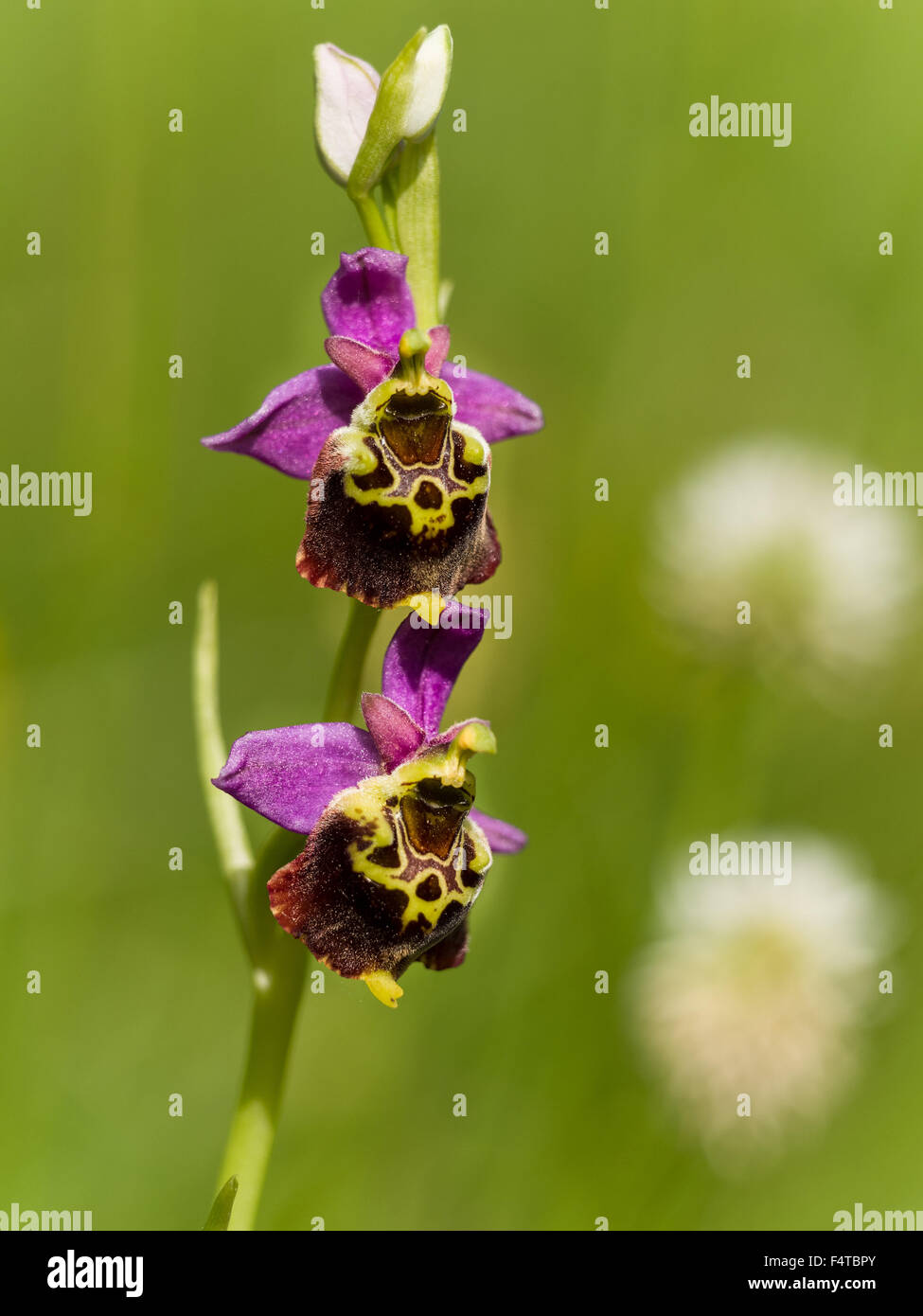 La fin de l'araignée de orchid Banque D'Images