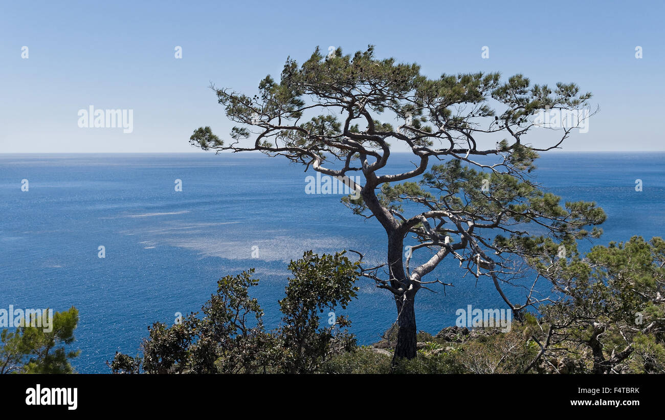 Pin de Calabre, Banque D'Images