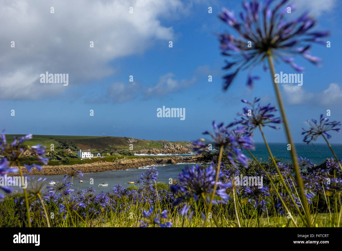 Agapanthus ou Lily of the Nile les plantes qui poussent le long de la côte de la vieille ville de Bay. St Mary's. Îles Scilly. Cornwall. L'Angleterre Banque D'Images