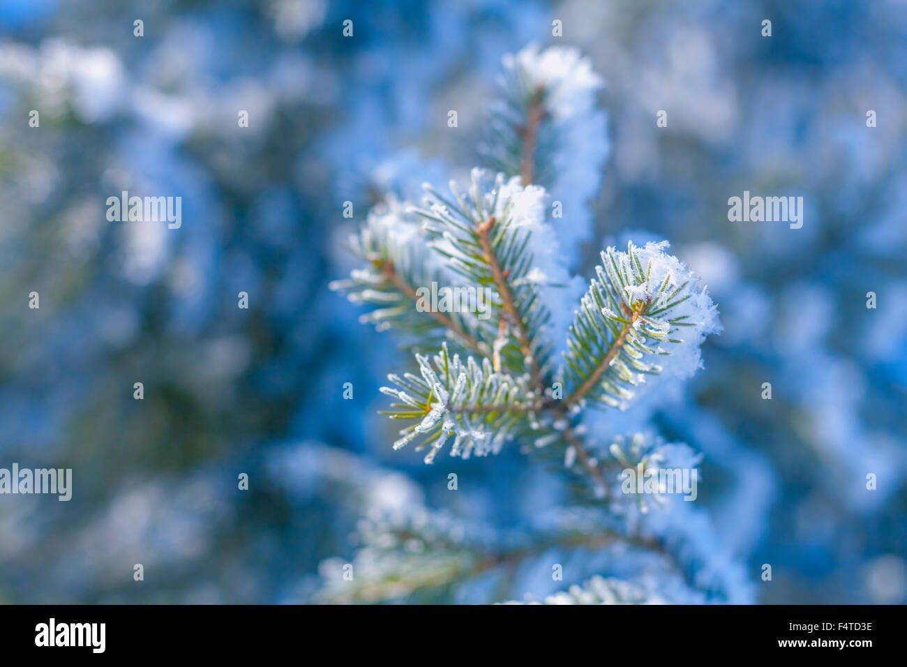 Les branches d'arbres couverts de neige Banque D'Images