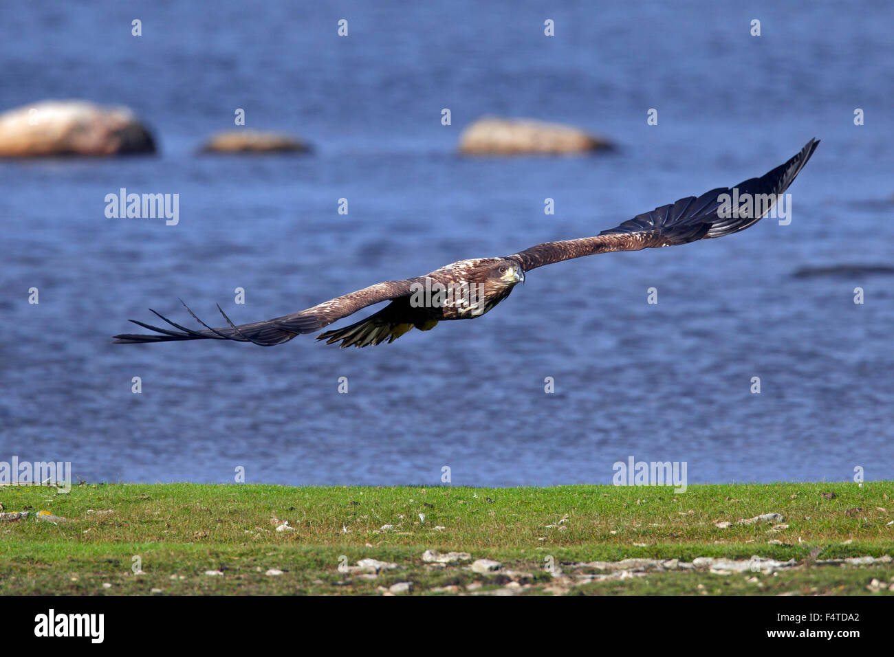White-tailed Eagle / l'Aigle de mer / Erne (Haliaeetus albicilla) juvenile en vol Banque D'Images