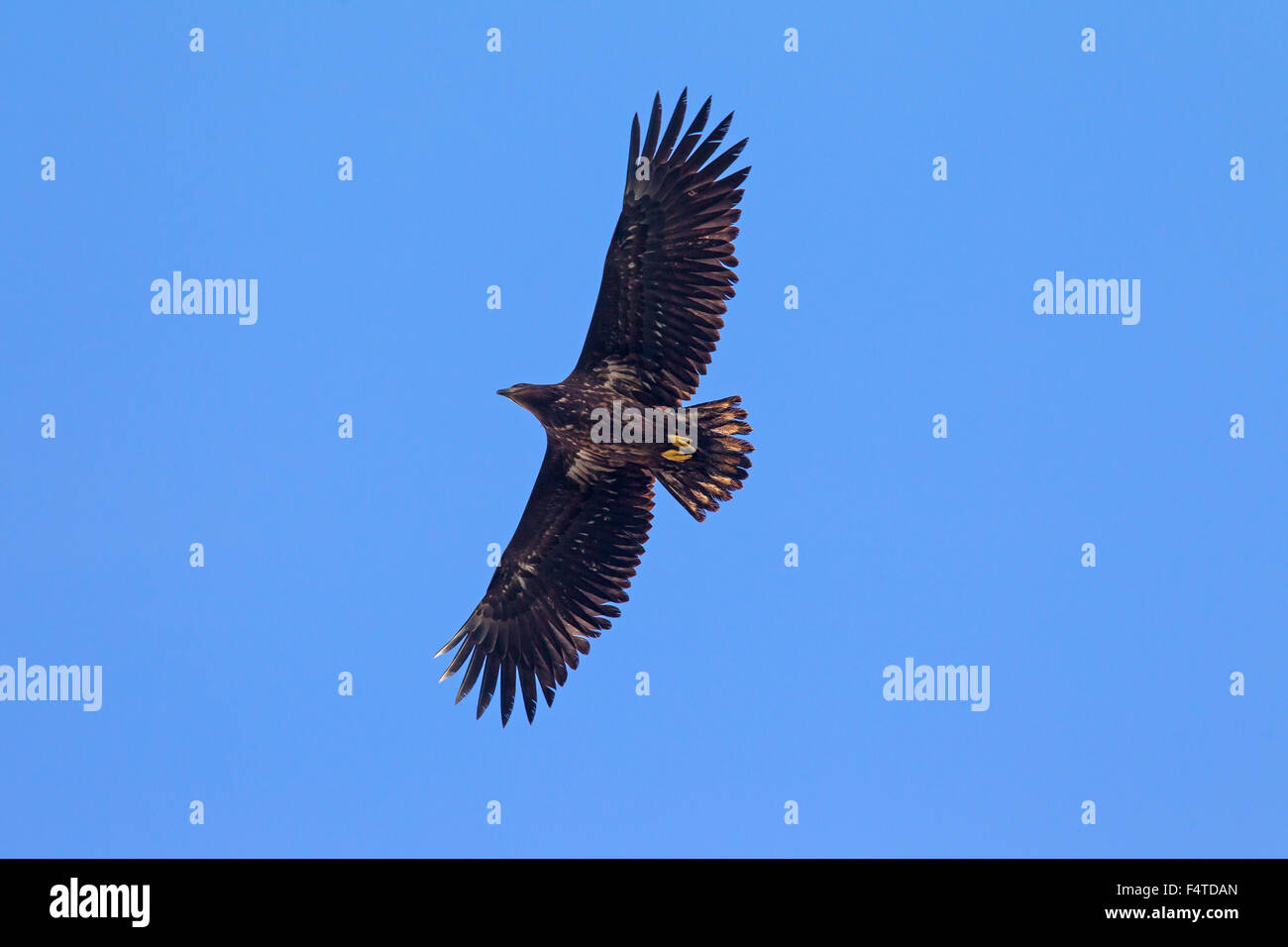 White-tailed Eagle / l'Aigle de mer / Erne (Haliaeetus albicilla) juvenile en vol sur fond de ciel bleu Banque D'Images