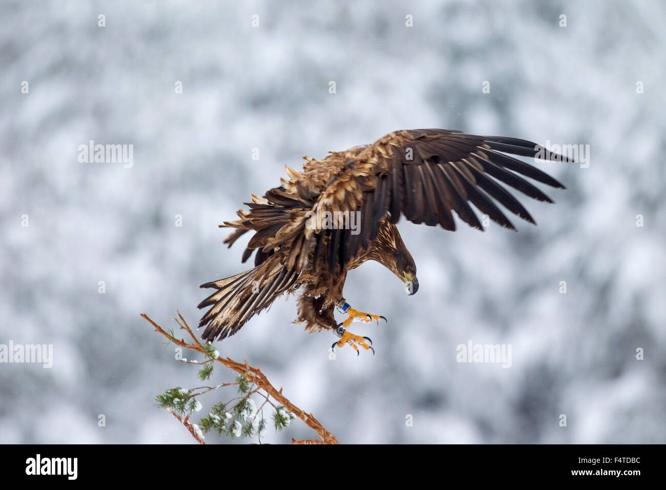 Le pygargue à queue blanche / l'Aigle de mer / Erne (Haliaeetus albicilla) atterrissage juvénile en sapin dans la neige en hiver Banque D'Images