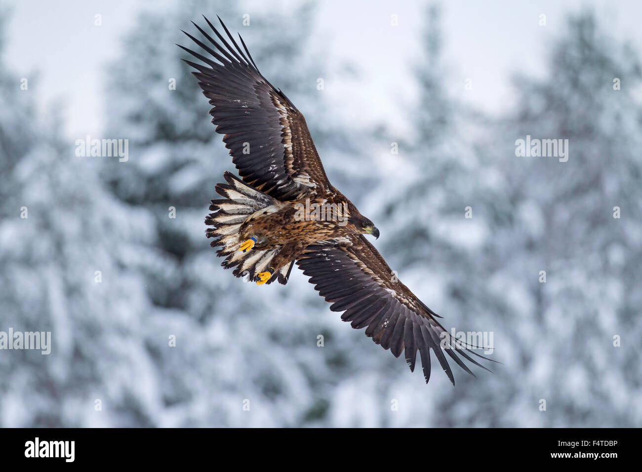 White-tailed Eagle / l'Aigle de mer / Erne (Haliaeetus albicilla) atterrissage juvénile dans la neige en hiver Banque D'Images