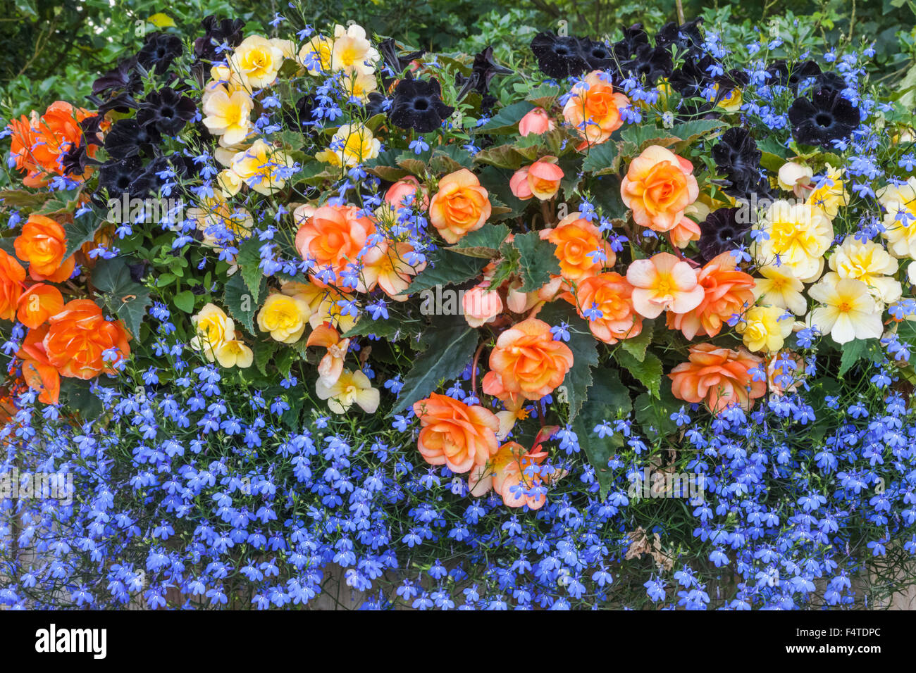 L'Angleterre, fleurs de Bégonia Banque D'Images