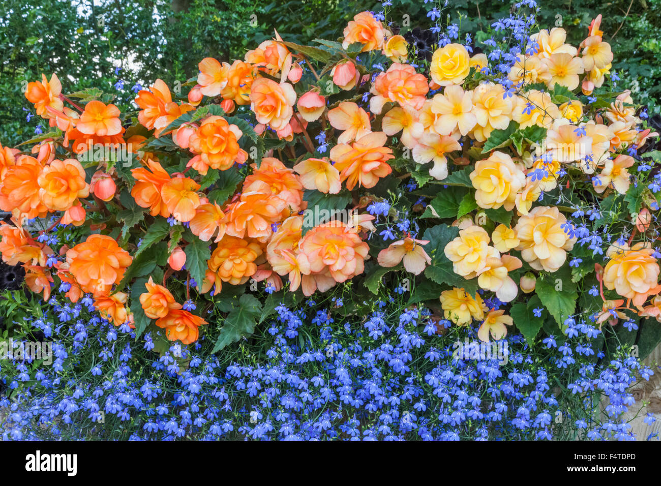 L'Angleterre, fleurs de Bégonia Banque D'Images
