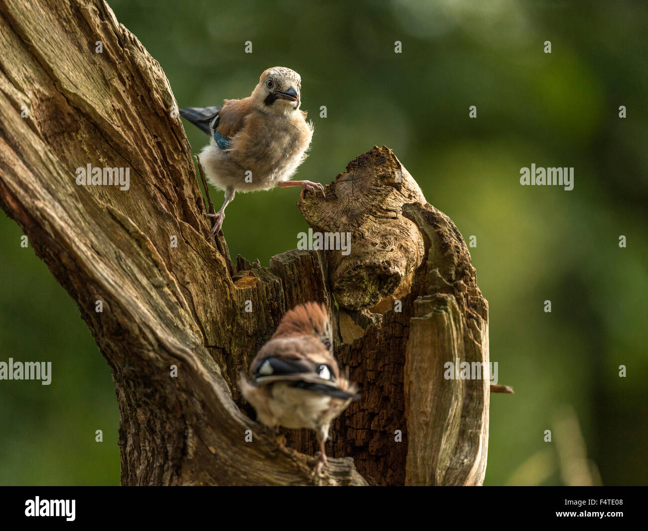 Paire de Jays représenté perché sur une vieille souche d'arbre en bois délabrées. 'Isolés contre un arrière-plan lumineux vert forêt' Banque D'Images