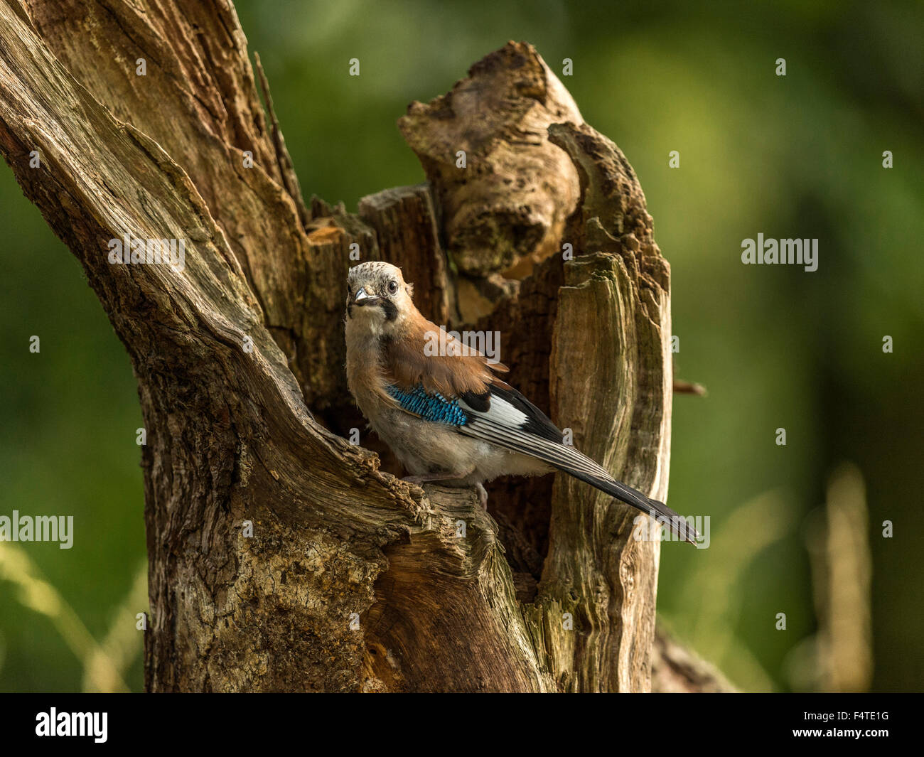 Eurasian Jay représenté perché sur une vieille souche d'arbre en bois délabrées, baigné de soleil en début de soirée. Banque D'Images