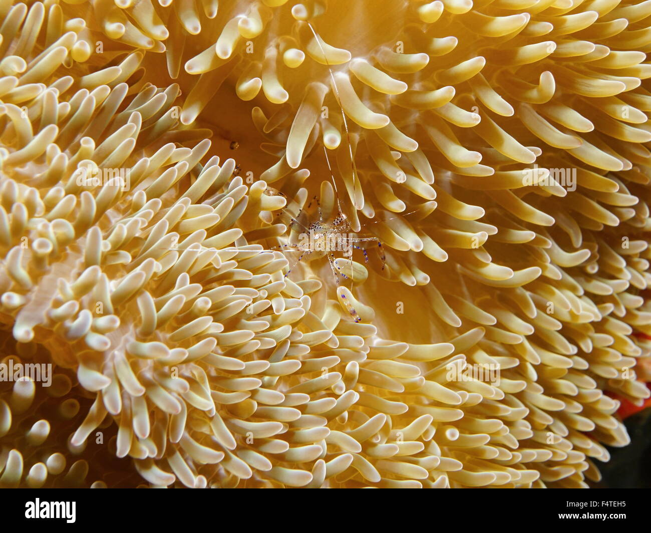 La vie marine sous-marine, une crevette Periclimenes rathbunae, anémone, qui vivent en symbiose avec des anémones de mer, mer des Caraïbes Banque D'Images
