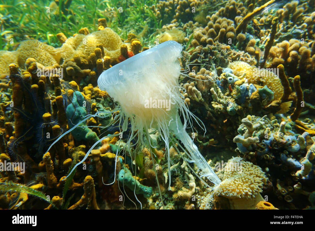 Un petit radin Rose méduses, Drymonema larsoni, les tentacules piégés dans une anémone de mer, sous-marin sur un récif de corail, mer des Caraïbes Banque D'Images