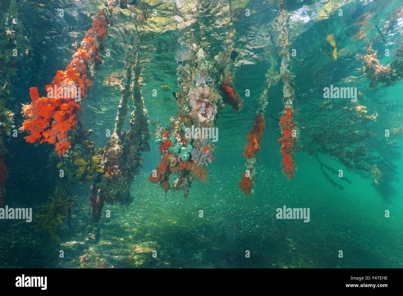 Sous l'eau dans la mangrove avec les racines des arbres couverts par la mer, la vie colorée de la mer des Caraïbes, Panama, Amérique Centrale Banque D'Images