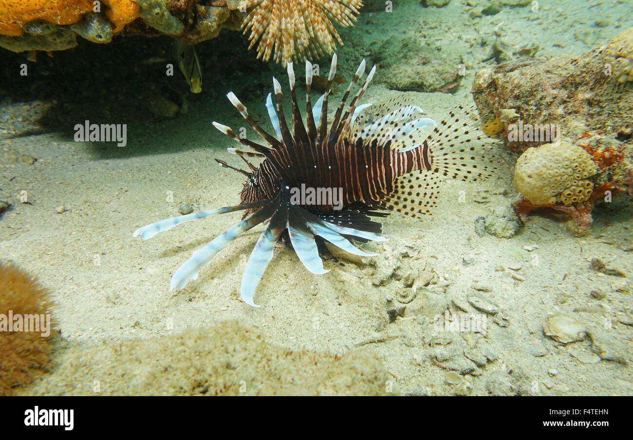 Poisson-papillon rouge, Pterois volitans, espèces de poissons dans la mer des Caraïbes, Panama, Amérique Centrale Banque D'Images