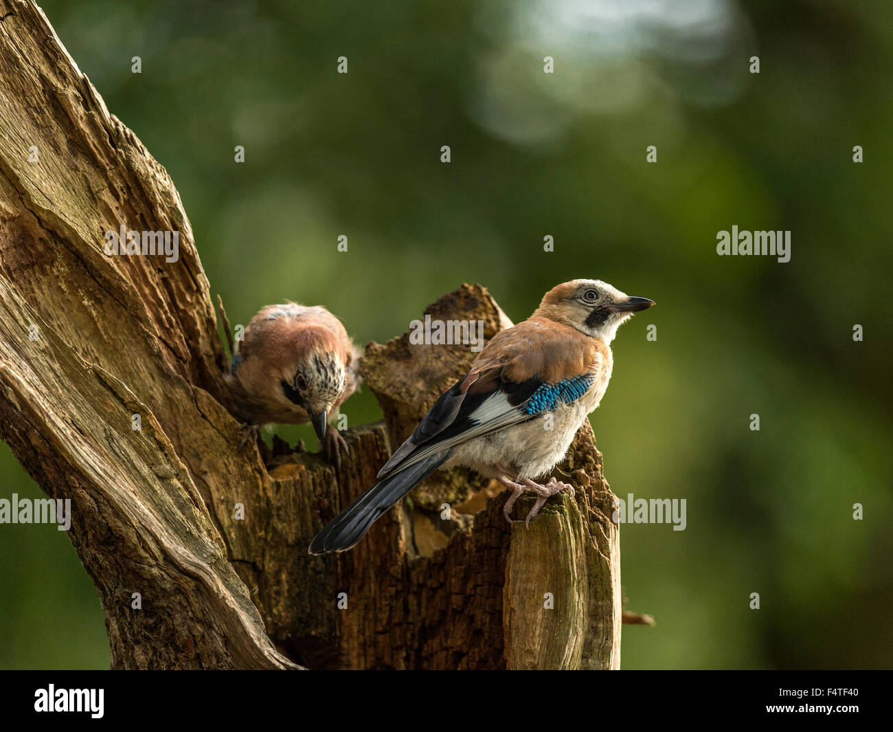 Paire de Jays représenté perché sur une vieille souche d'arbre en bois délabrées. 'Isolés contre un arrière-plan lumineux vert forêt' Banque D'Images