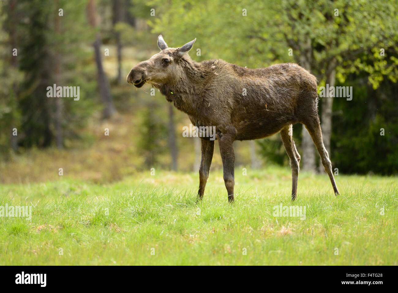 L'orignal, l'Alces alces, cervidés, des mammifères, des animaux, de l'Idre, dalarna, Suède Banque D'Images