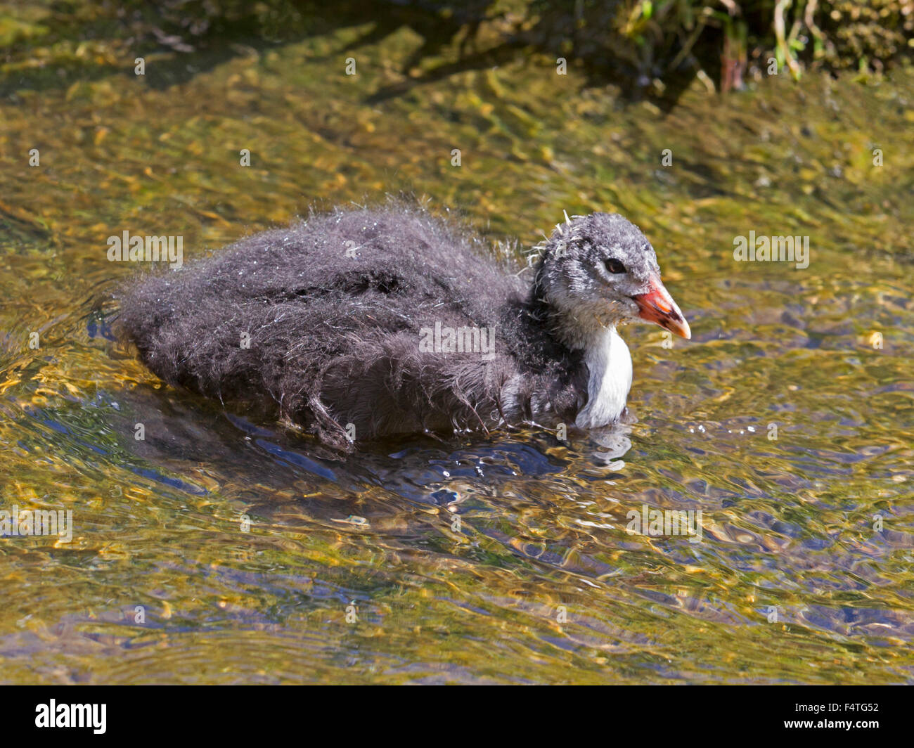 Foulque chick natation Banque D'Images