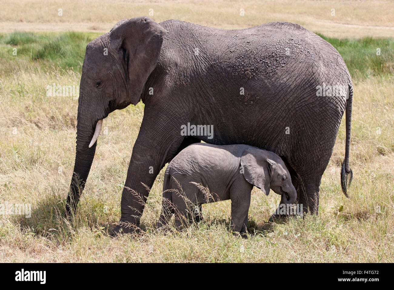 L'Eléphant d'Afrique femelle avec jeune veau Banque D'Images