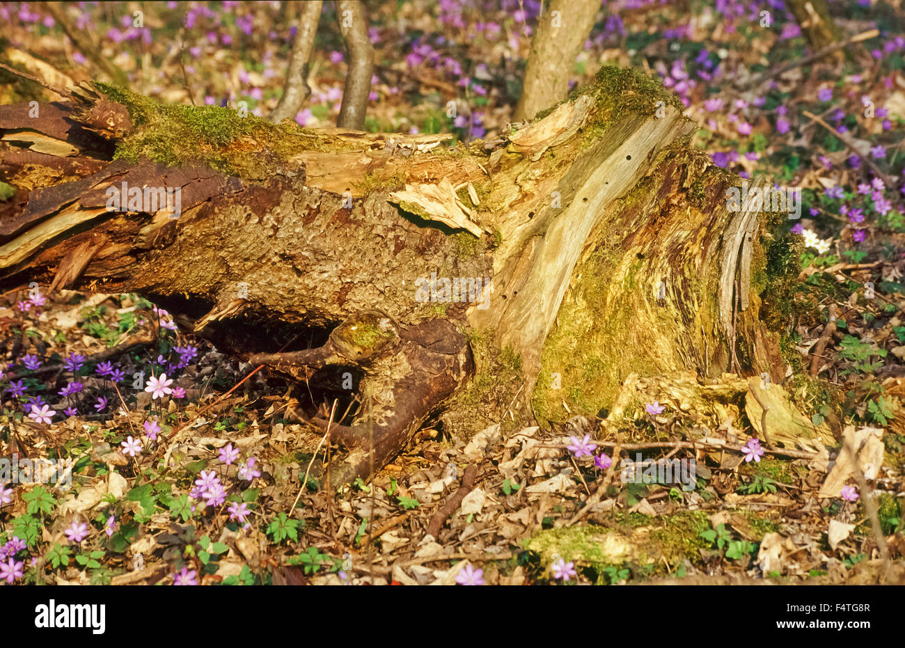 La Bavière, Allemagne, pays de Berchtesgaden, biotope humide, fleur, fleurs, fleurir, s'épanouir, de bourgeons, de l'humeur, de la flore, pl Banque D'Images