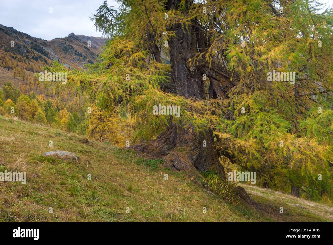 Le Prarion, Suisse, cantons, Valais, automne, bois, forêt, de mélèzes Banque D'Images