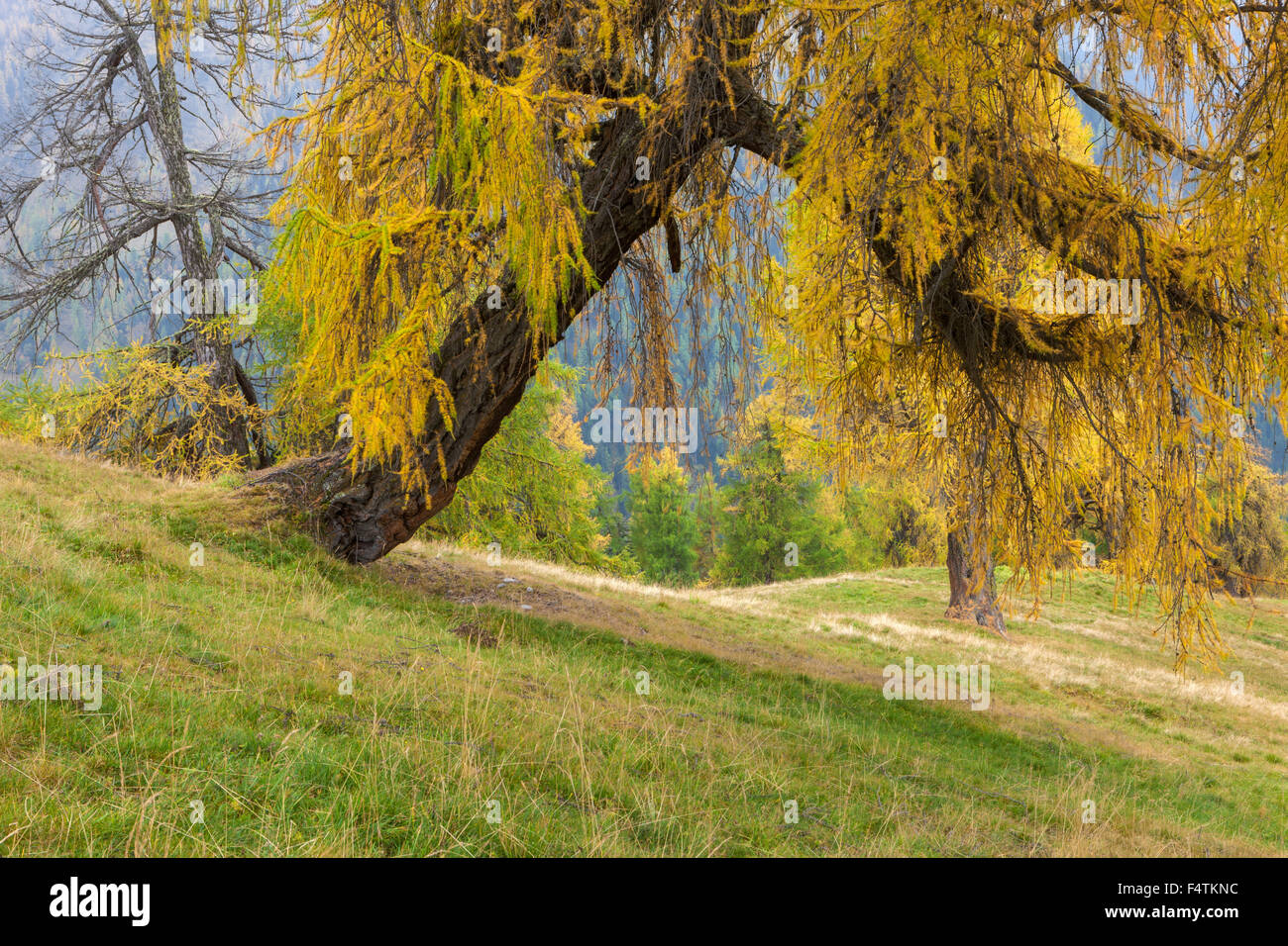 Le Prarion, Suisse, cantons, Valais, automne, bois, forêt, de mélèzes Banque D'Images