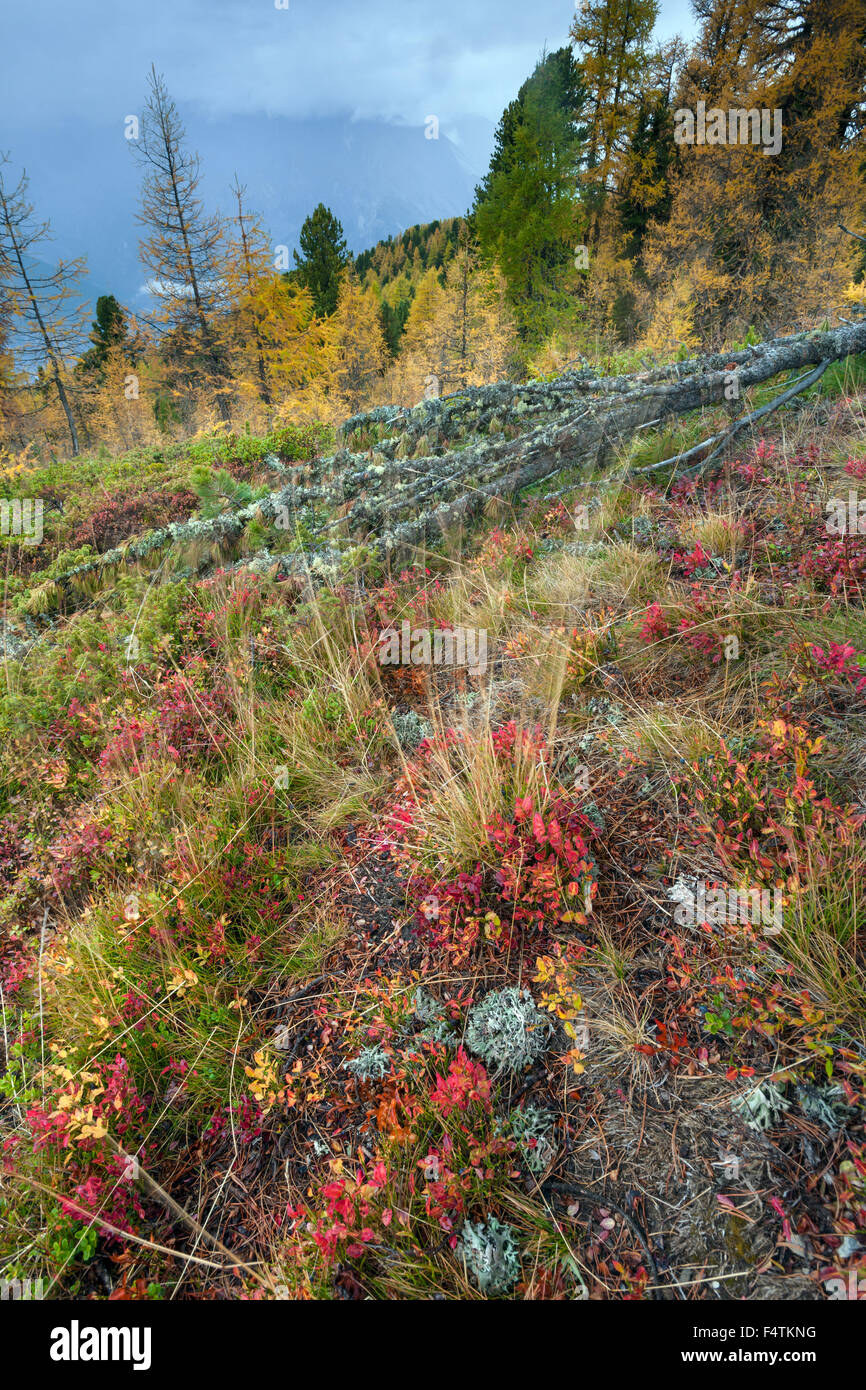 Le Prarion, Suisse, cantons, Valais, automne, bois, forêt, forêt de mélèzes, au sol Banque D'Images