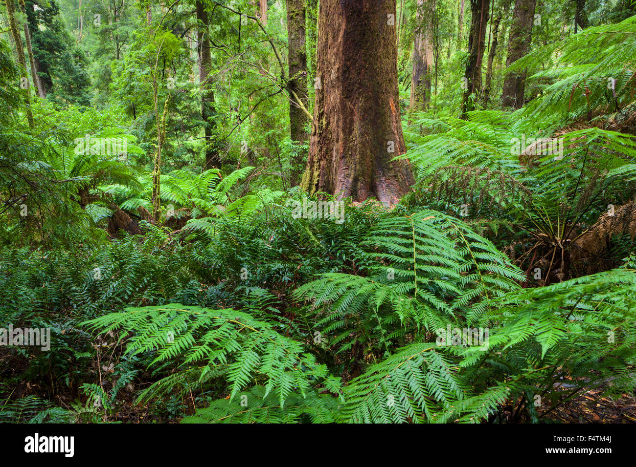 Great Otway, National Park, Australie, Victoria, bois, forêt, Fougères Banque D'Images