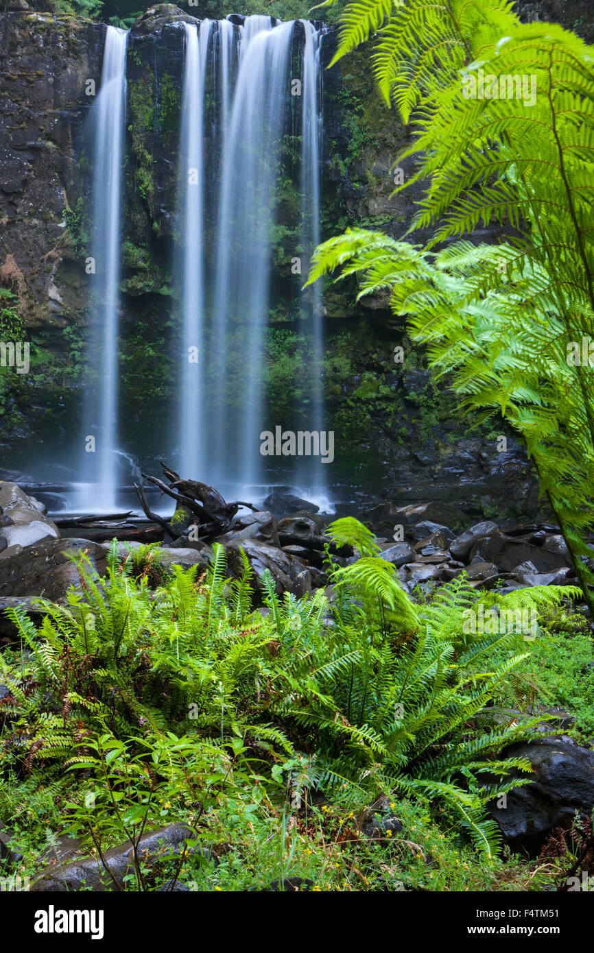 Hopetoun Falls, l'Australie, Victoria, Great Otway, parc national, cascade, Fougères Banque D'Images