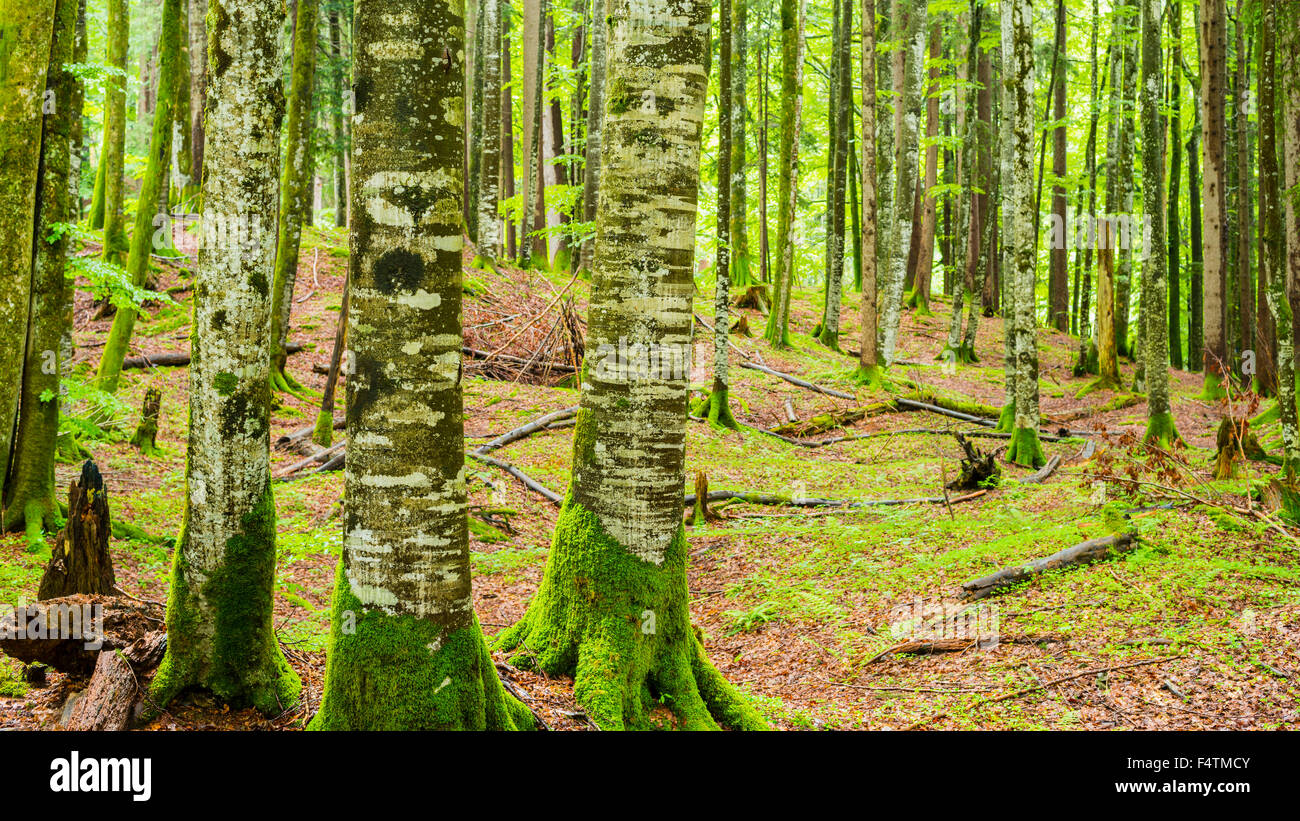 La Bavière, bois de montagne, botanique, de hêtres, d'arbres, l'Allemagne, l'Europe, flore, forêt, forêt mixte, nature, pluie, météo copper beech Banque D'Images