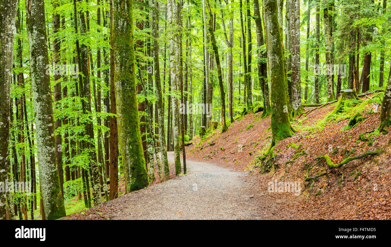 La Bavière, bois de montagne, botanique, de hêtres, d'arbres, l'Allemagne, l'Europe, flore, forêt, forêt mixte, nature, le chemin, la pluie, le cuivre météo Banque D'Images