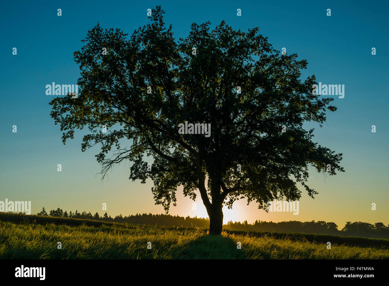 Vieux chêne commun, Baden-Wurttemberg, arbre, usine de hêtre, chêne allemand, l'Allemagne, le chêne, le seul arbre, Europe, arbre à feuillage, Quercus robur Banque D'Images
