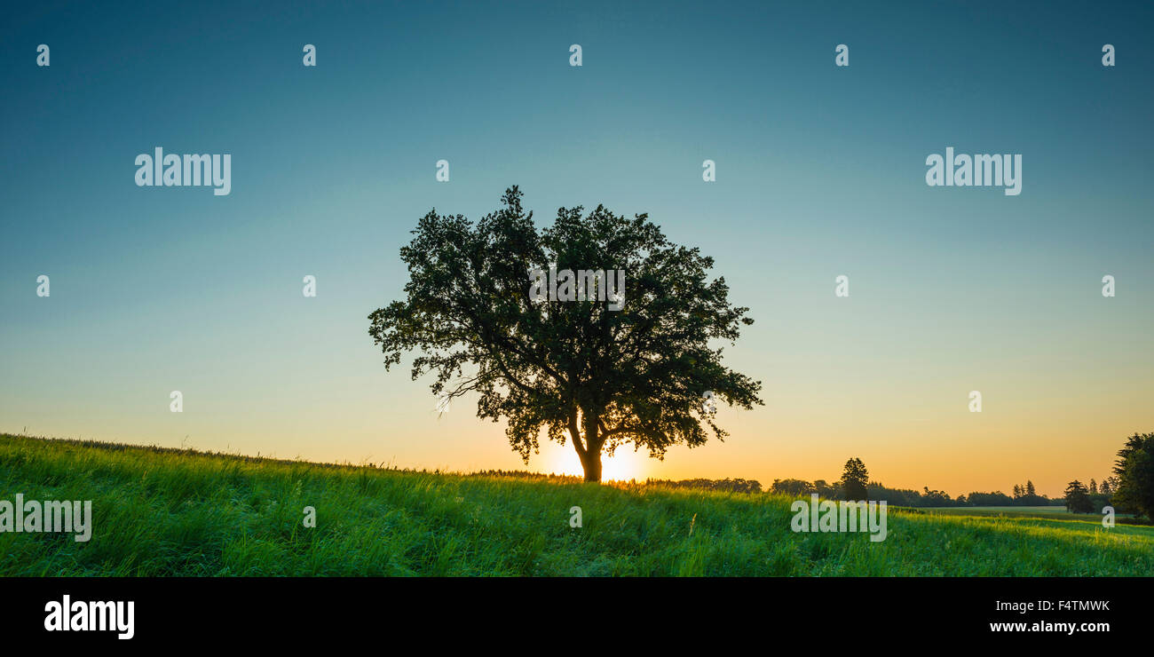 Vieux chêne commun, Baden-Wurttemberg, arbre, usine de hêtre, chêne allemand, l'Allemagne, le chêne, le seul arbre, Europe, arbre à feuillage, Quercus robur Banque D'Images