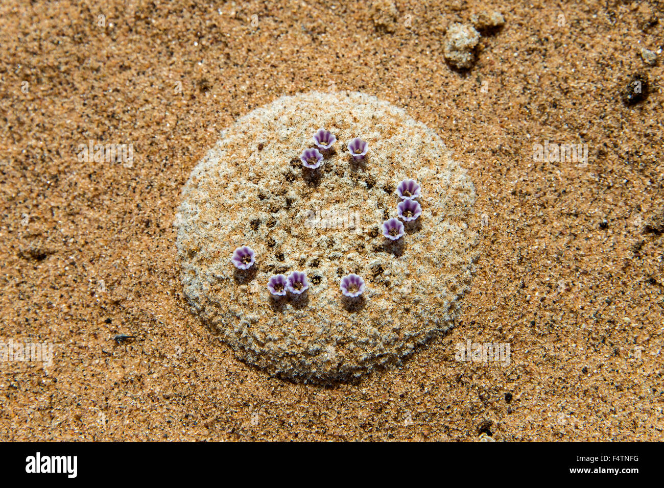Sandfood Pholisma sonorae, plante,, sable, ronde, Arizona, USA, Amérique, Banque D'Images