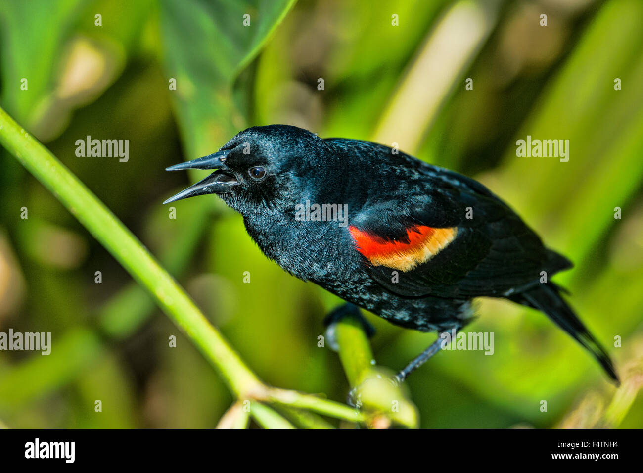 À épaulettes rouges, Agelaius phoeniceus, épaulettes, USA, Amérique du Nord, oiseau Banque D'Images