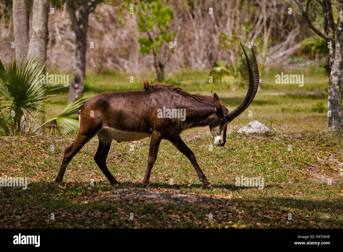 Hippotrague noir, Hippotragus niger, l'antilope, animal Banque D'Images
