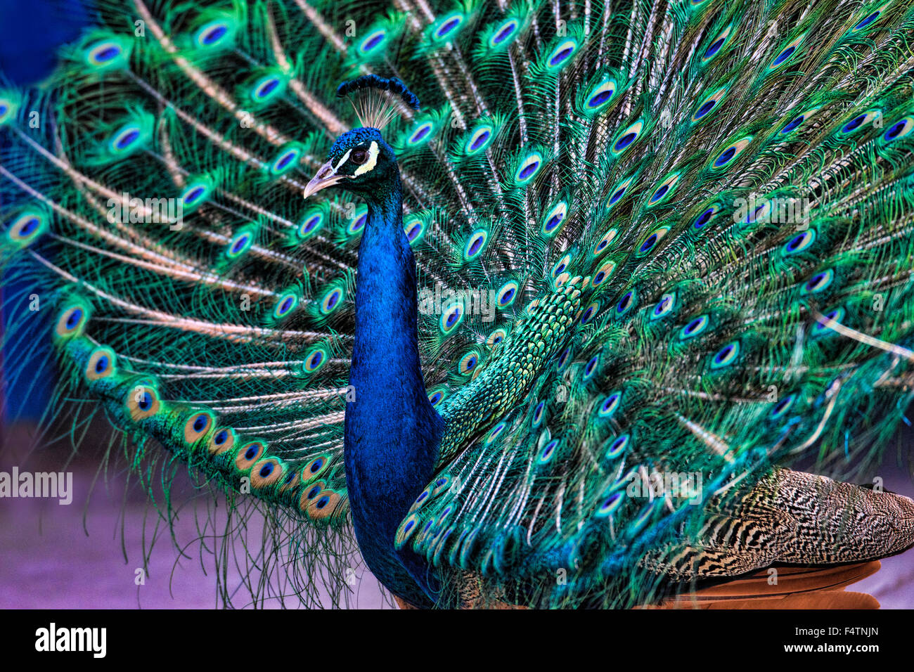 Homme, Peacock, paons indiens, pavo cristatus, oiseau Banque D'Images