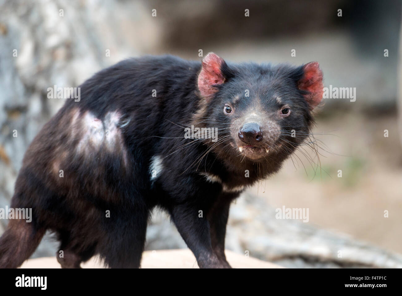Diable de Tasmanie, Sarcophilus harrisii, animal Banque D'Images