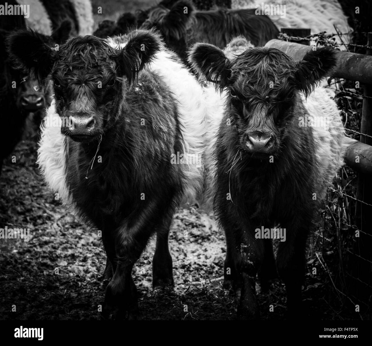 Belted Galloway cattle dans le Wiltshire, Angleterre. Banque D'Images